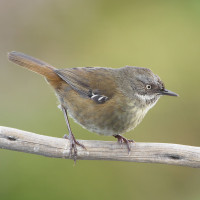 Tasmanian Scrubwren